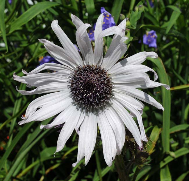 Berkheya purpurea North American Rock Garden Society